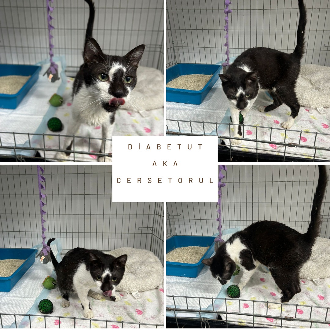 Diabetut aka Cersetorul